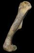Killer,  Kritosaurus Femur - Aguja Formation, Texas #51409-5